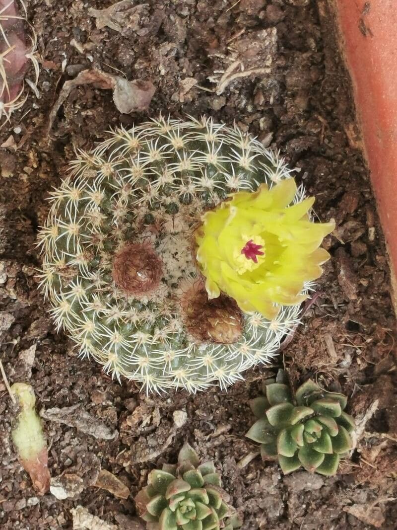 Parodia curvispina bark