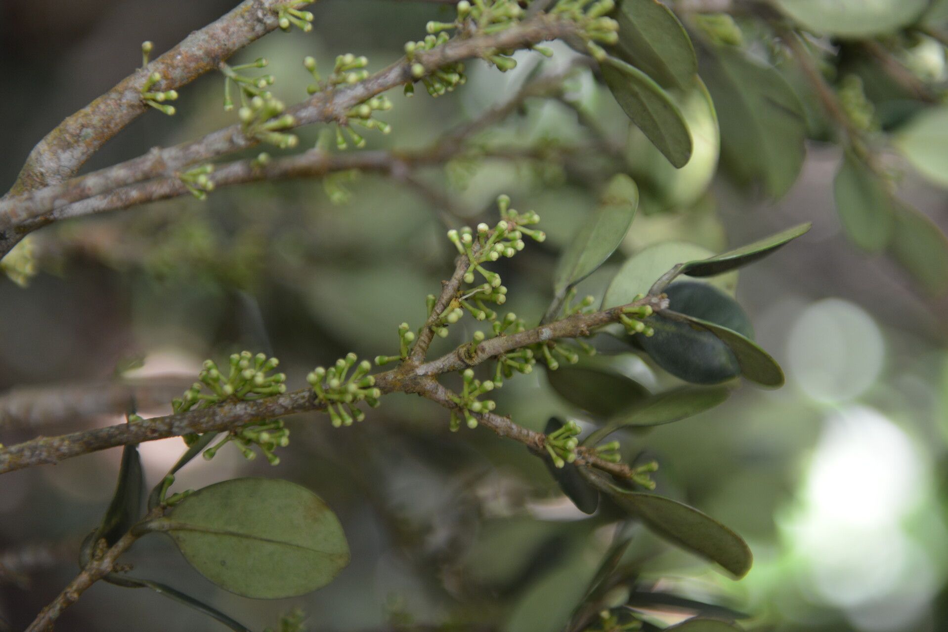 Eugenia cerrocacaoensis — houseplant care guide