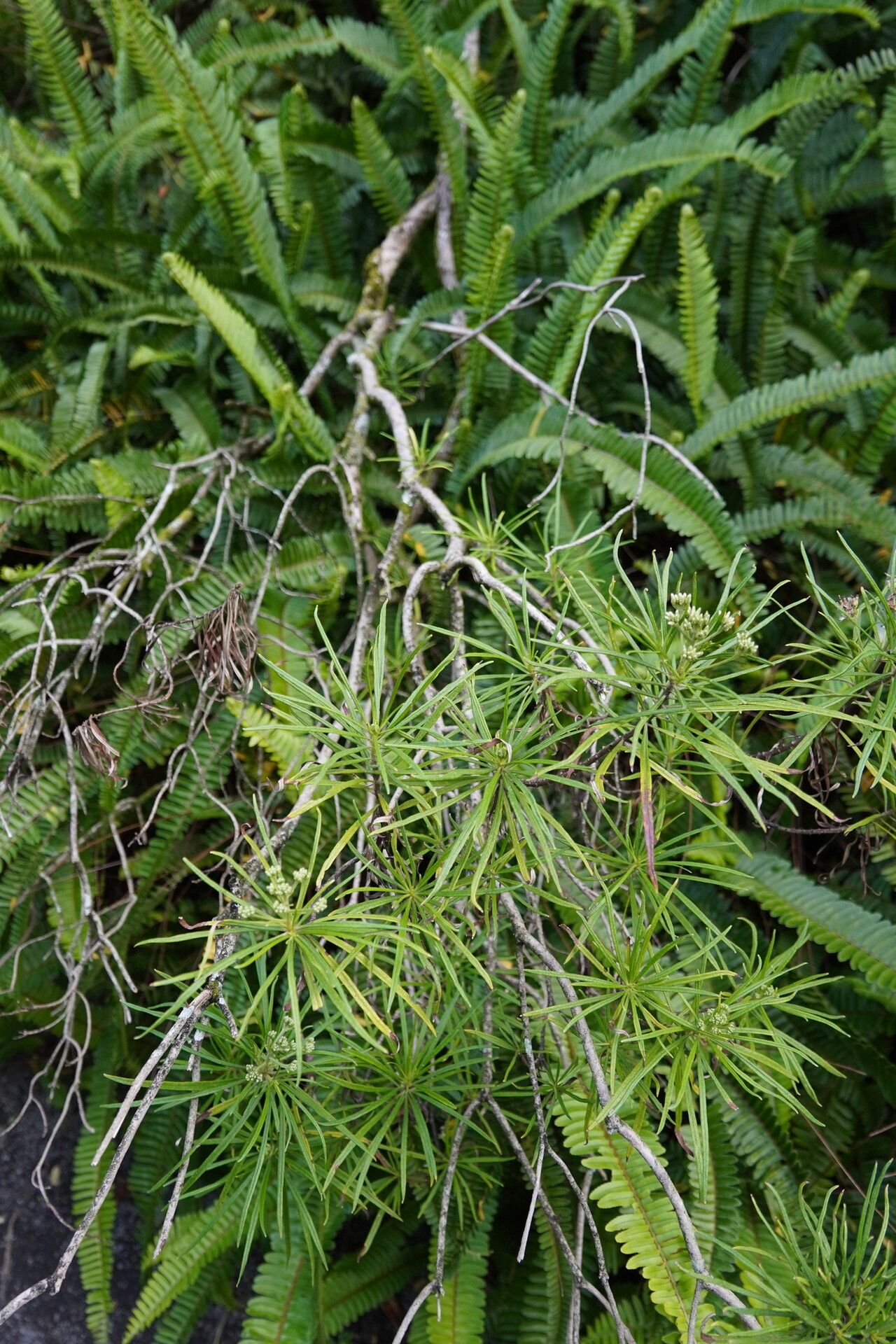Monarrhenus pinifolius habit