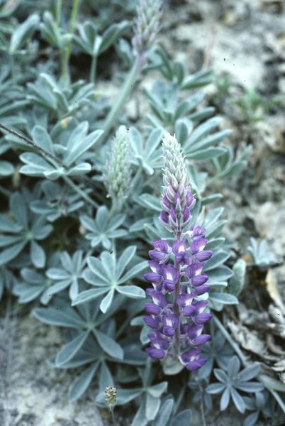 Lupinus ludovicianus flower