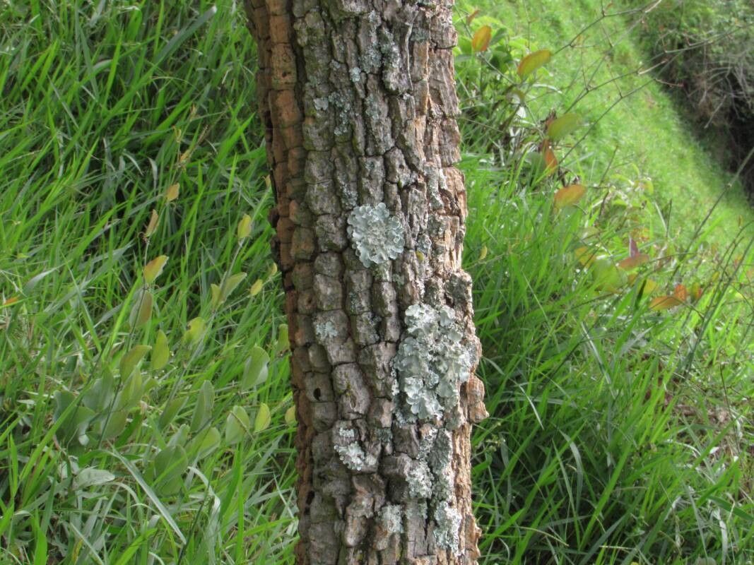 Aegiphila verticillata bark