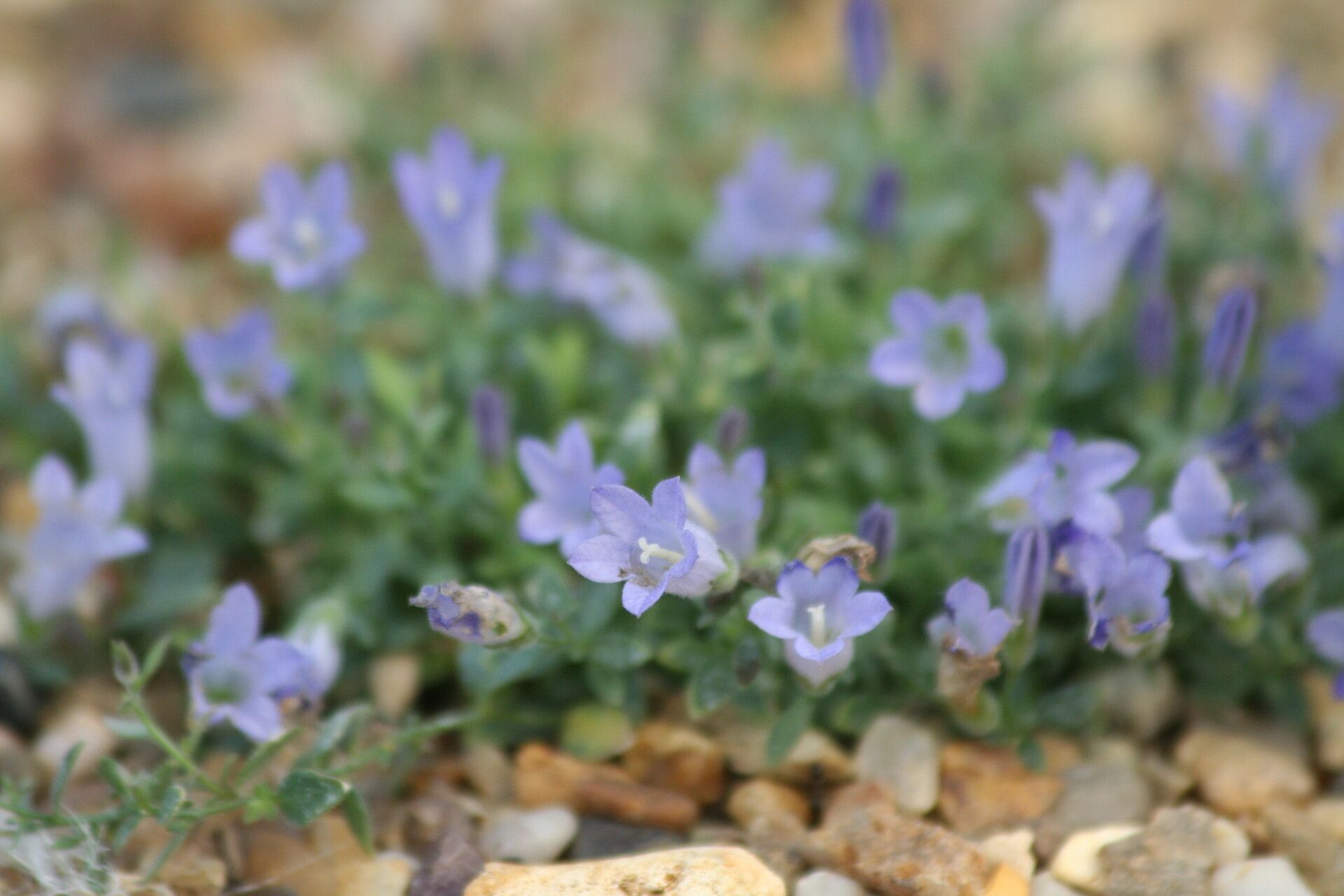 Campanula myrtifolia flower
