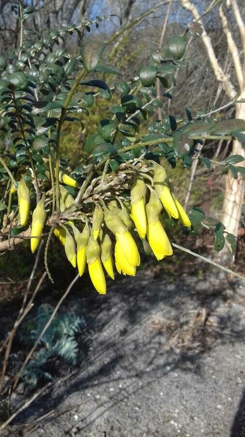 Sophora tetraptera flower