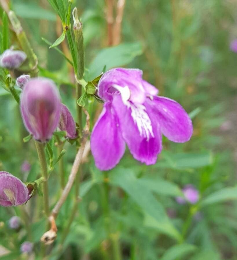 Justicia axillaris flower