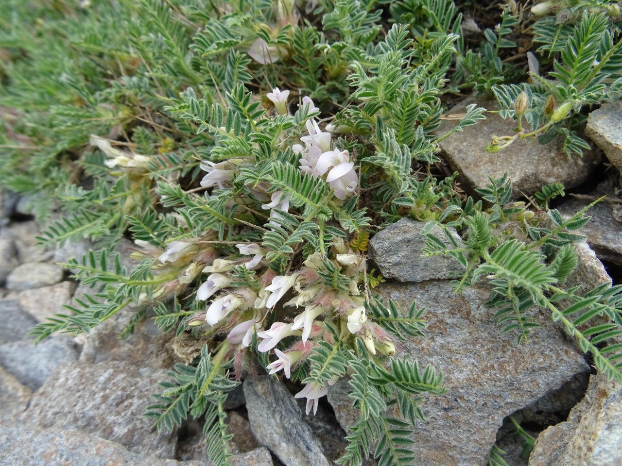 Astragalus sempervirens bark