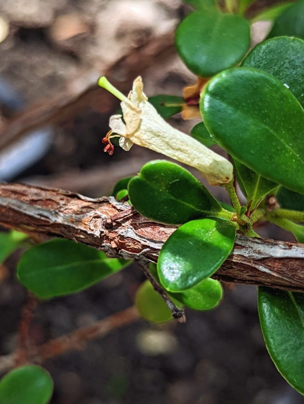 Rhododendron wrightianum bark