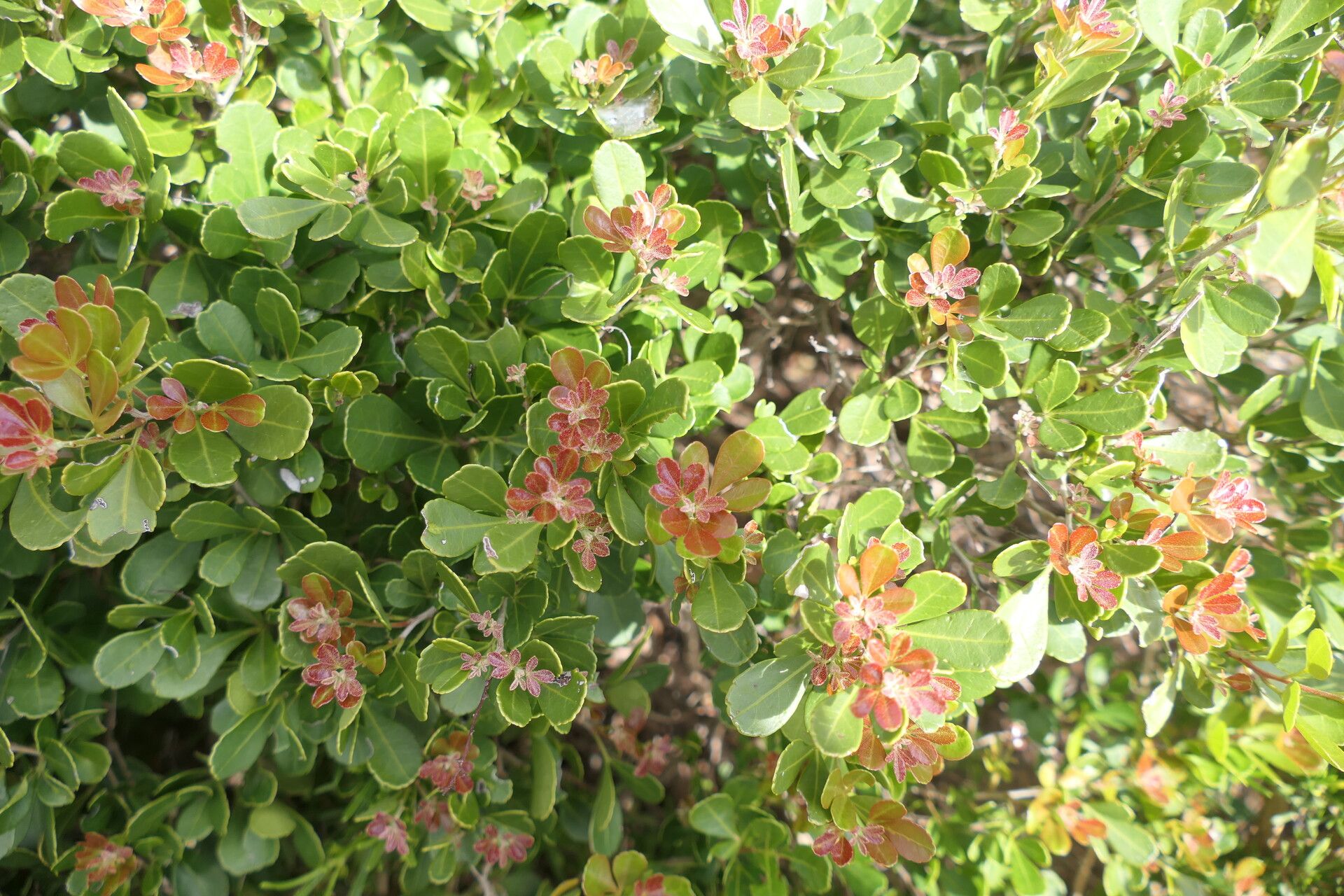 Rhus crenata — search result for 'Rhus'