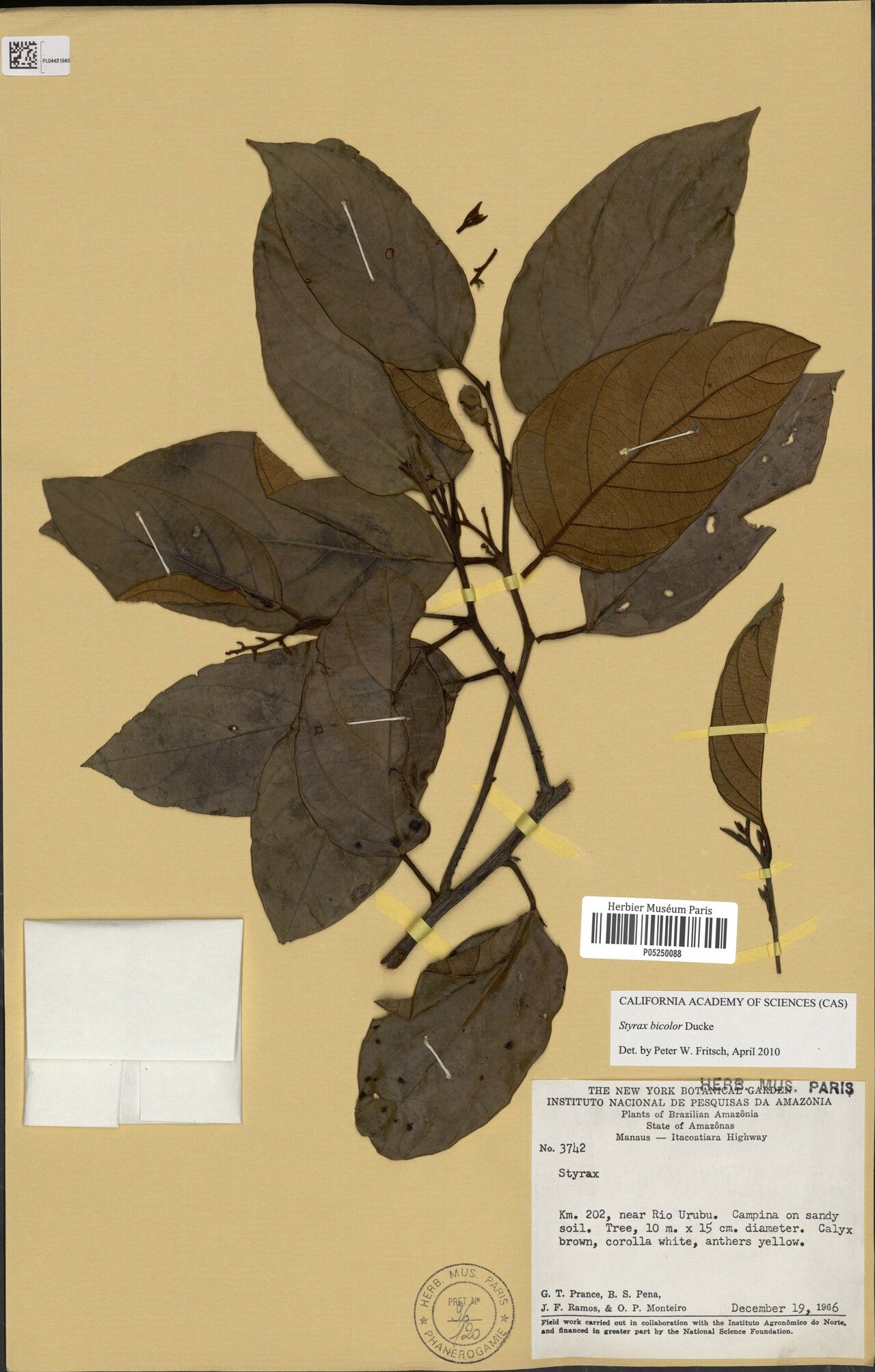 Styrax bicolor — related species from the same genus