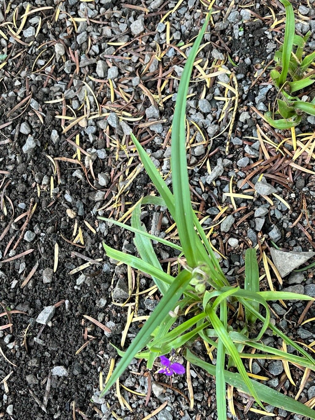 Tradescantia longipes — search result for 'Tradescantia'