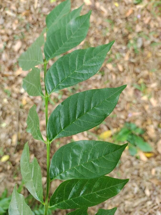 Jacaranda macrantha leaf