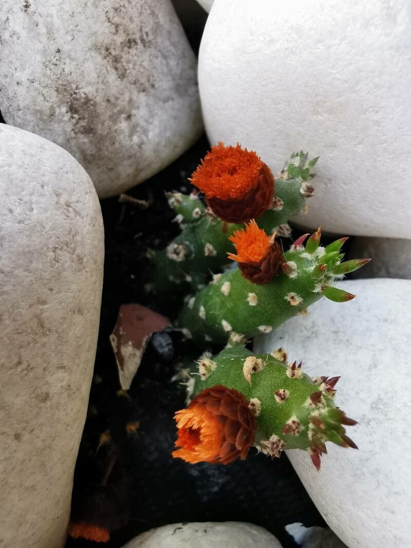 Austrocylindropuntia verschaffeltii flower