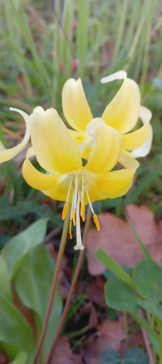 Erythronium tuolumnense flower