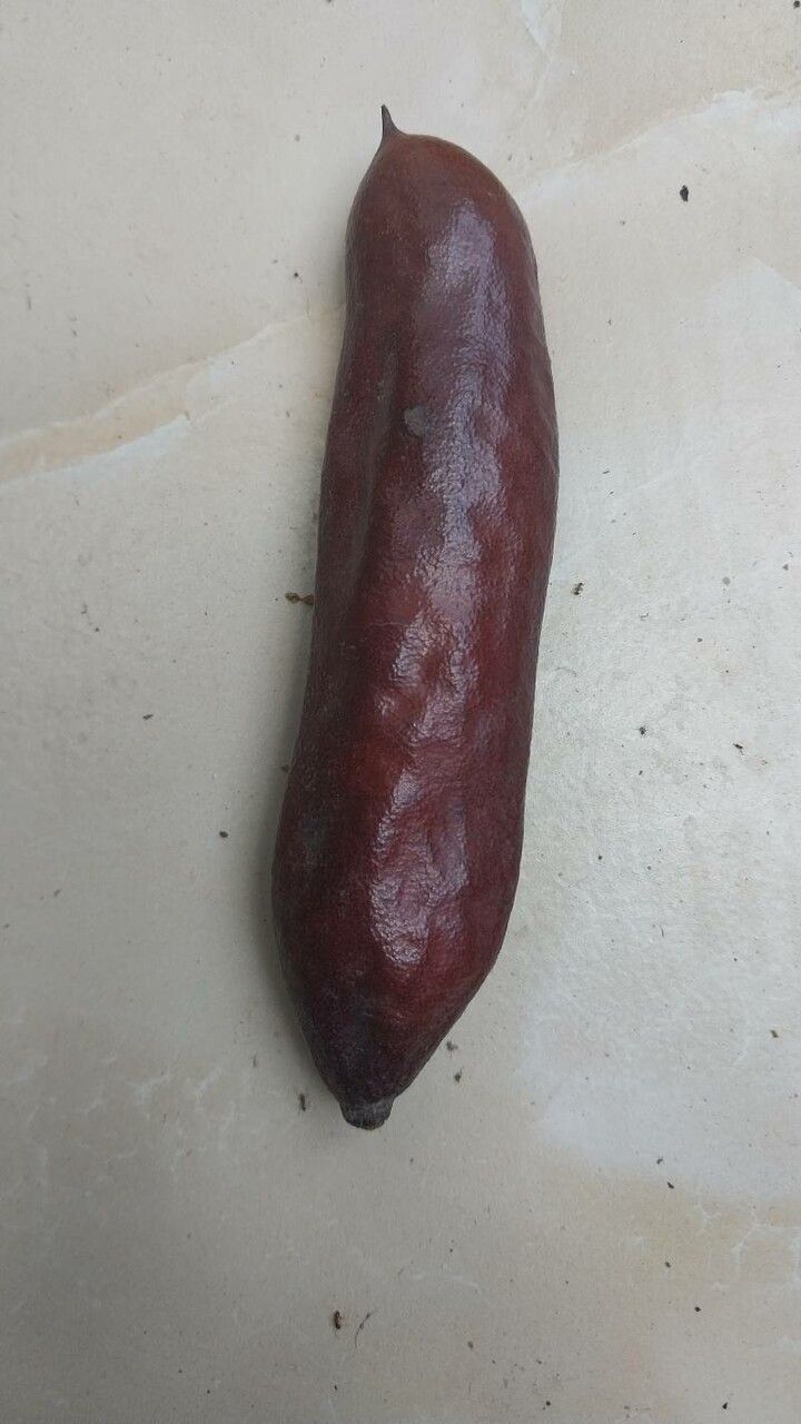 Prosopis africana fruit