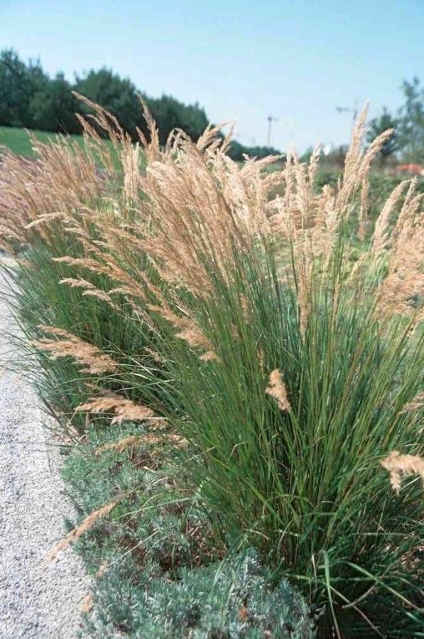 Oloptum miliaceum leaf