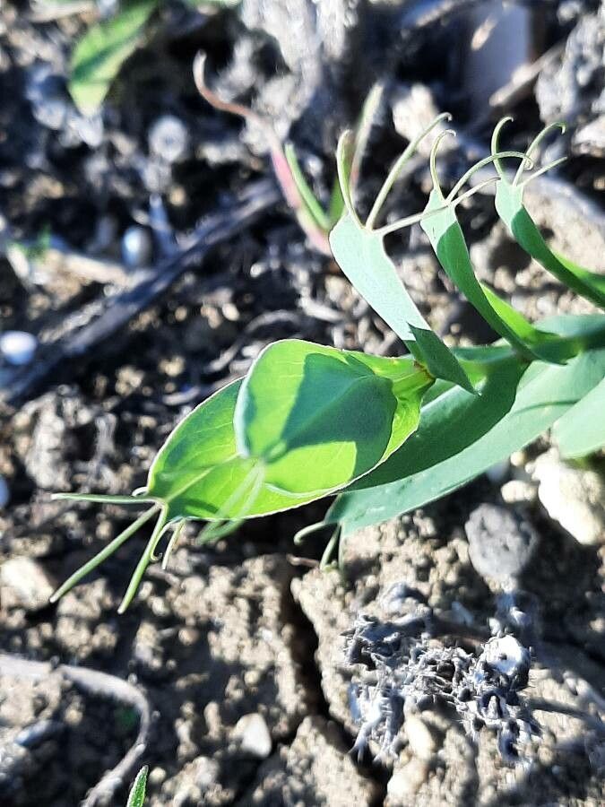 Lathyrus ochrus — search result for 'Cyprus'