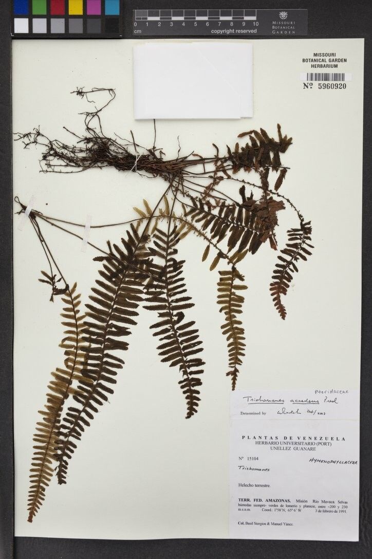 Trichomanes accedens — houseplant care guide