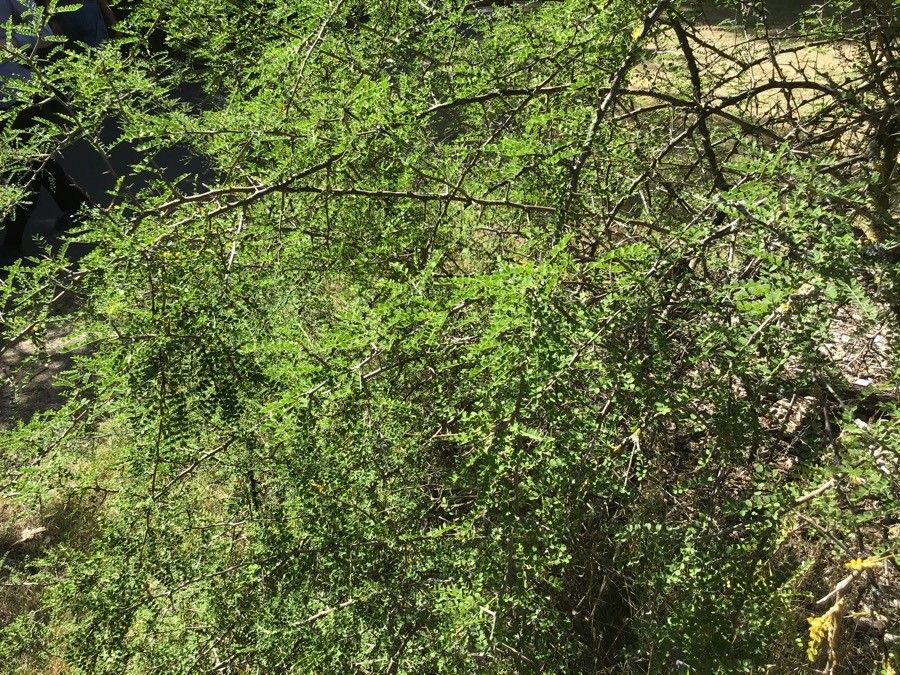 Sophora davidii habit