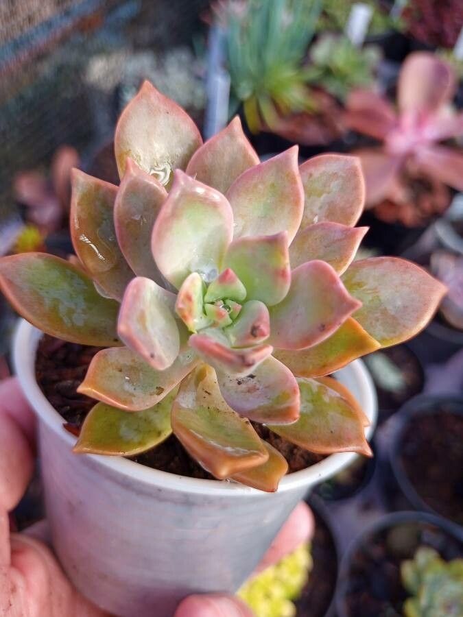 Graptopetalum pusillum — search result for 'Graptopetalum'