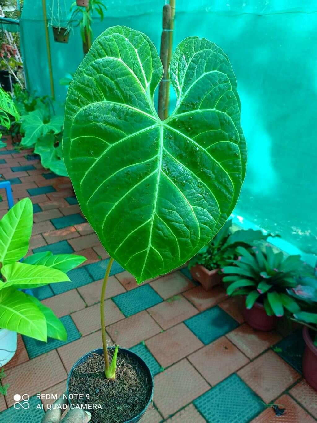Anthurium regale leaf