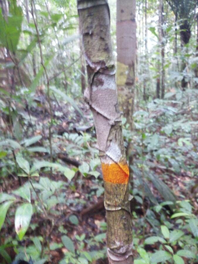 Micropholis guyanensis bark