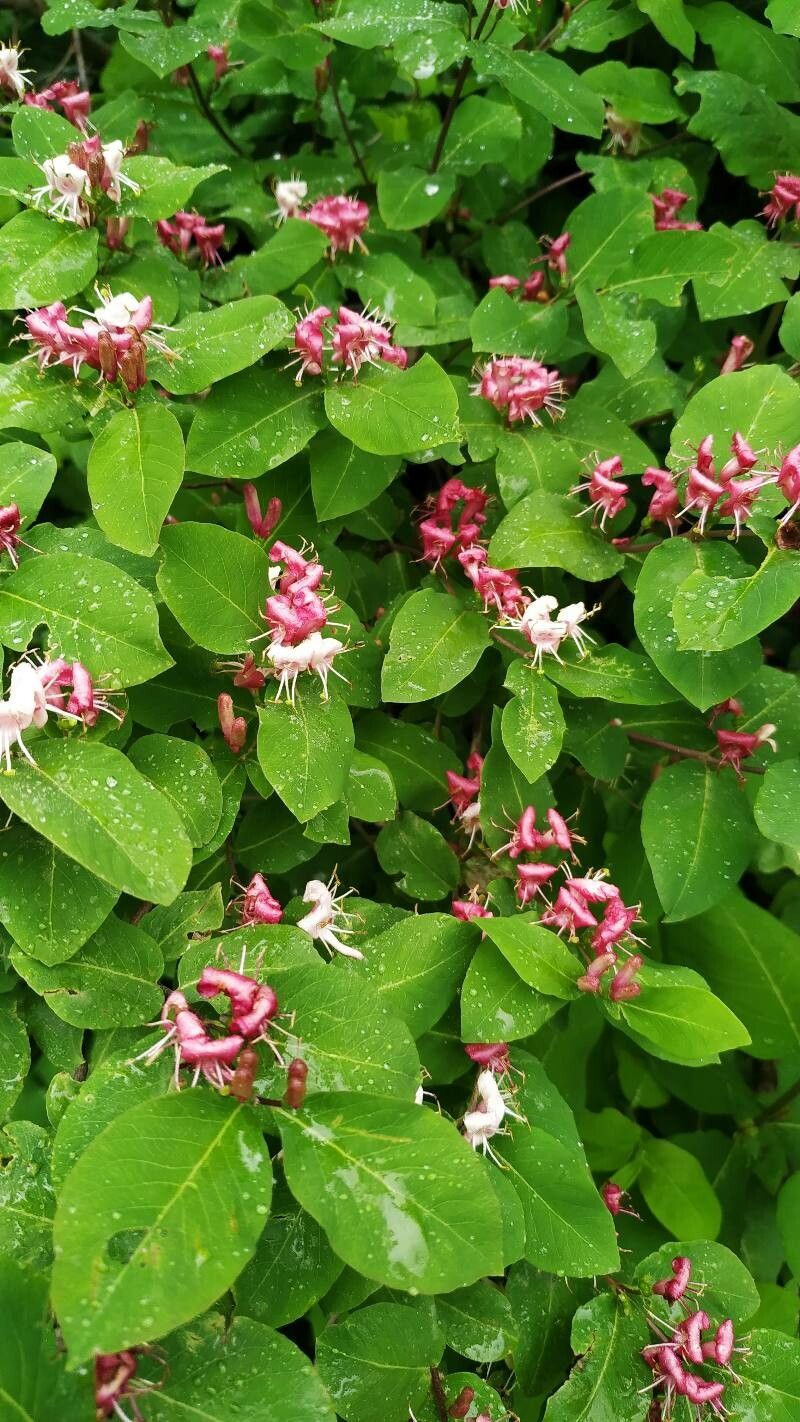 Lonicera caucasica flower