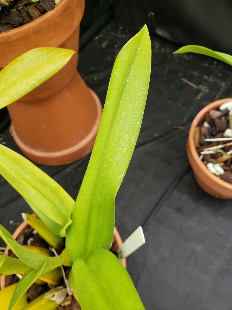 Miltonia Spectabilis leaf