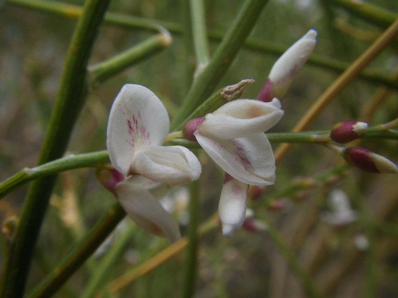 Retama rhodorhizoides flower