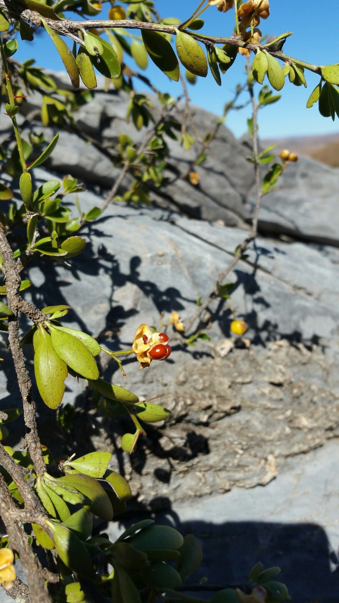 Gymnosporia divaricata habit