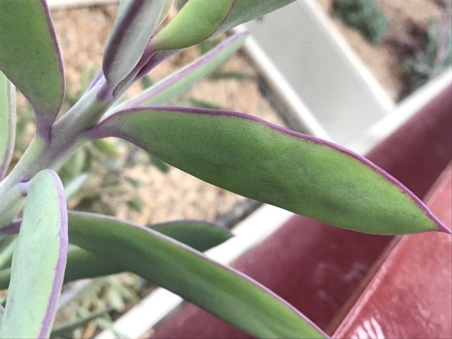 Senecio crassiflorus leaf
