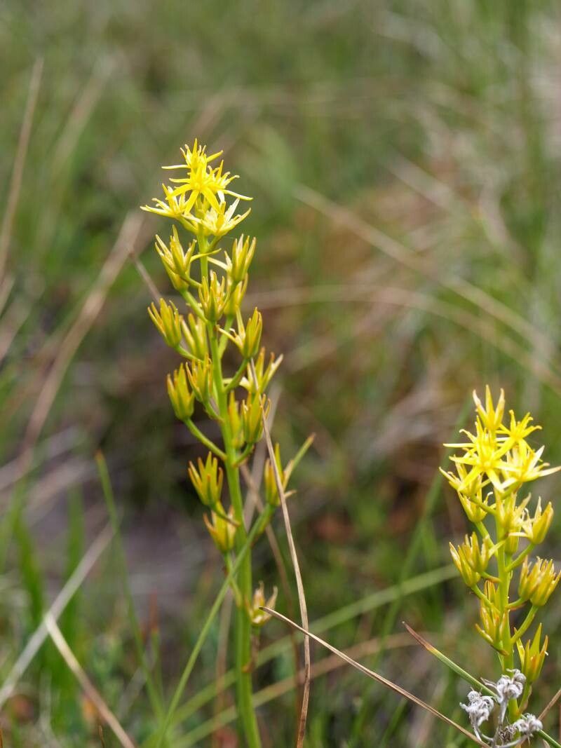 Narthecium asiaticum flower