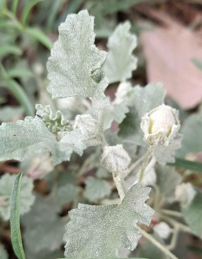 Malvella leprosa — search result for 'Sida'