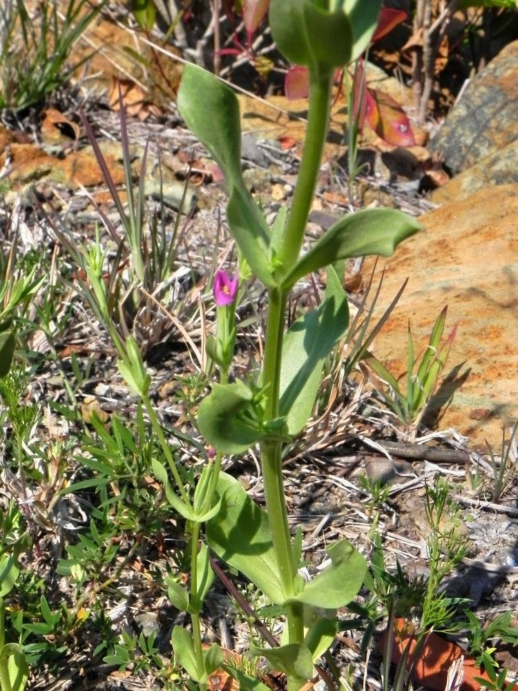 Centaurium spicatum bark
