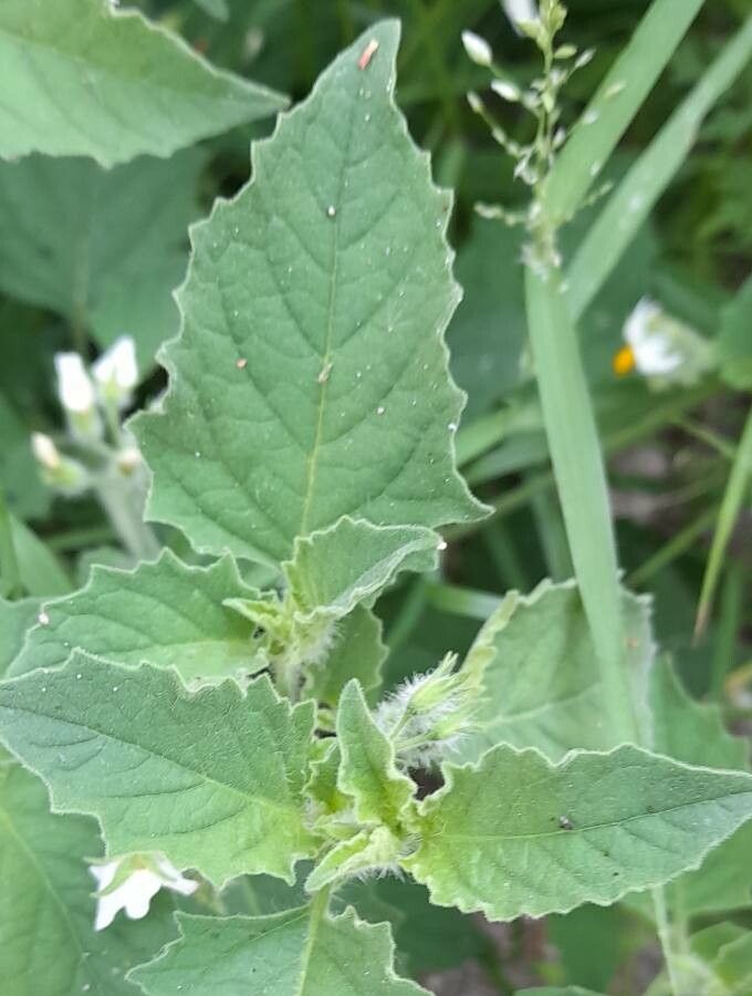 Solanum tweedianum — houseplant care guide