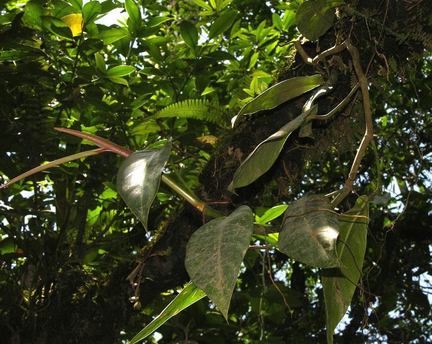 Philodendron bakeri other