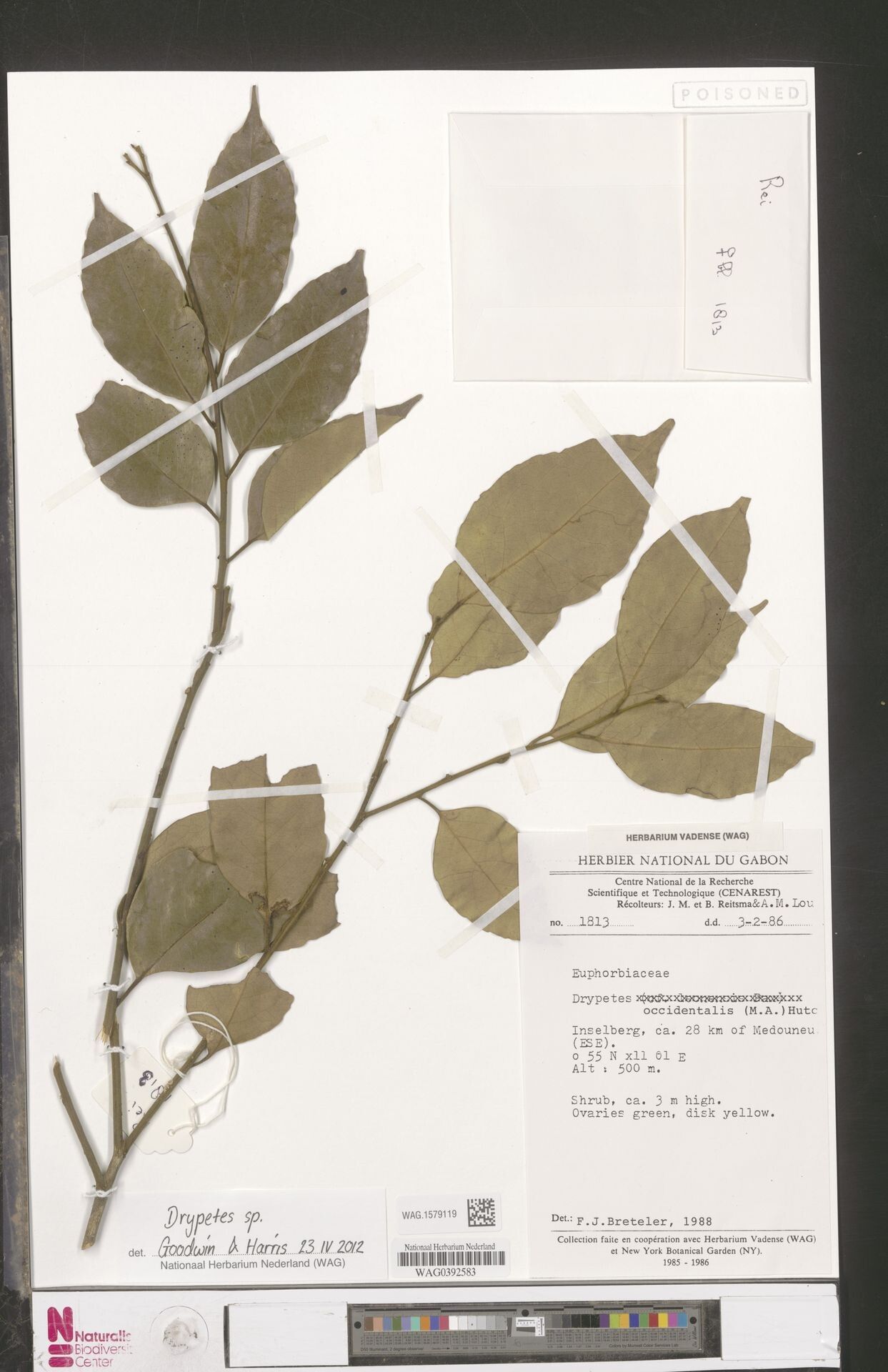 Drypetes celastrinea — houseplant care guide