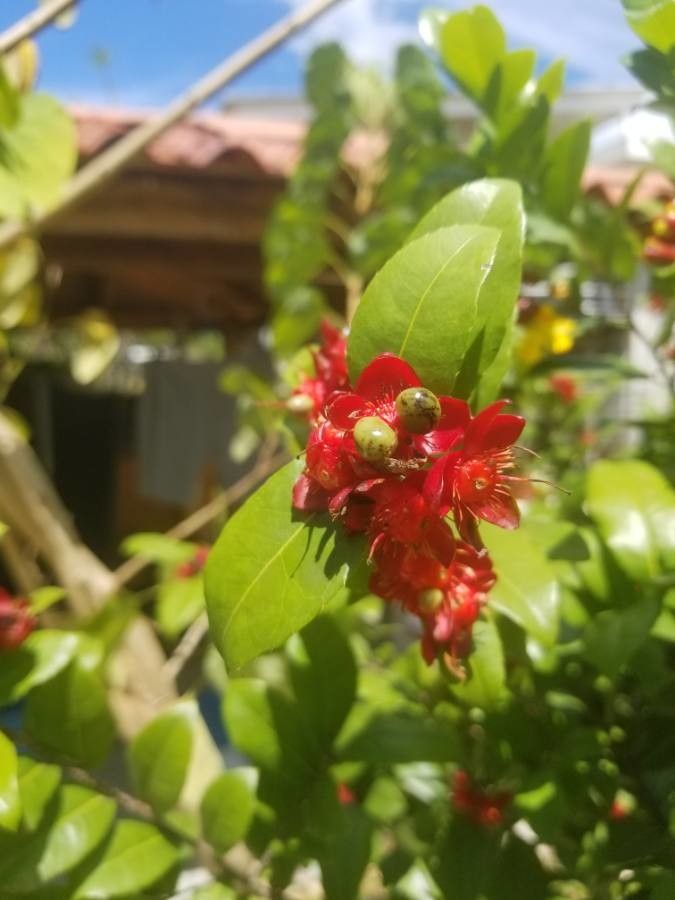 Ochna serrulata fruit