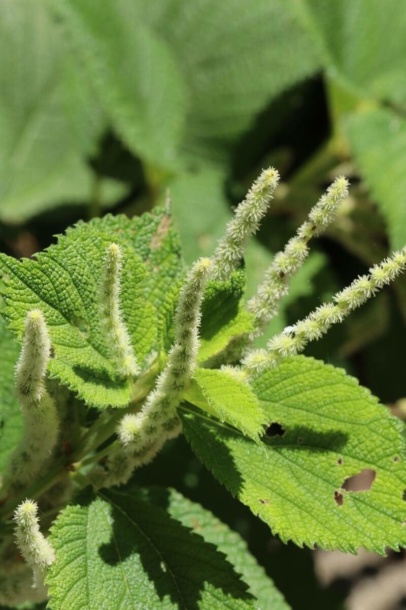 Boehmeria splitgerbera — search result for 'Boehmeria'