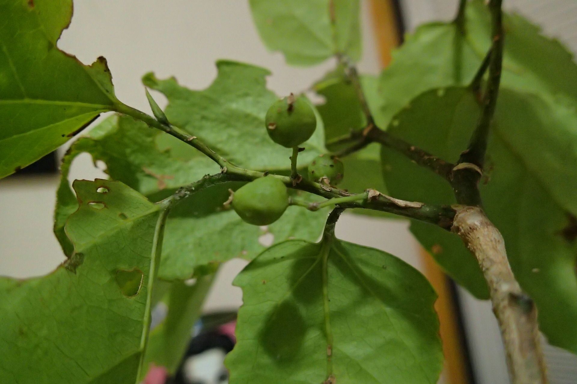 Celtis balansae fruit