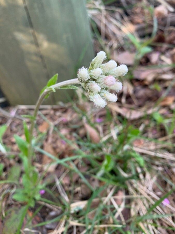 Antennaria parlinii flower