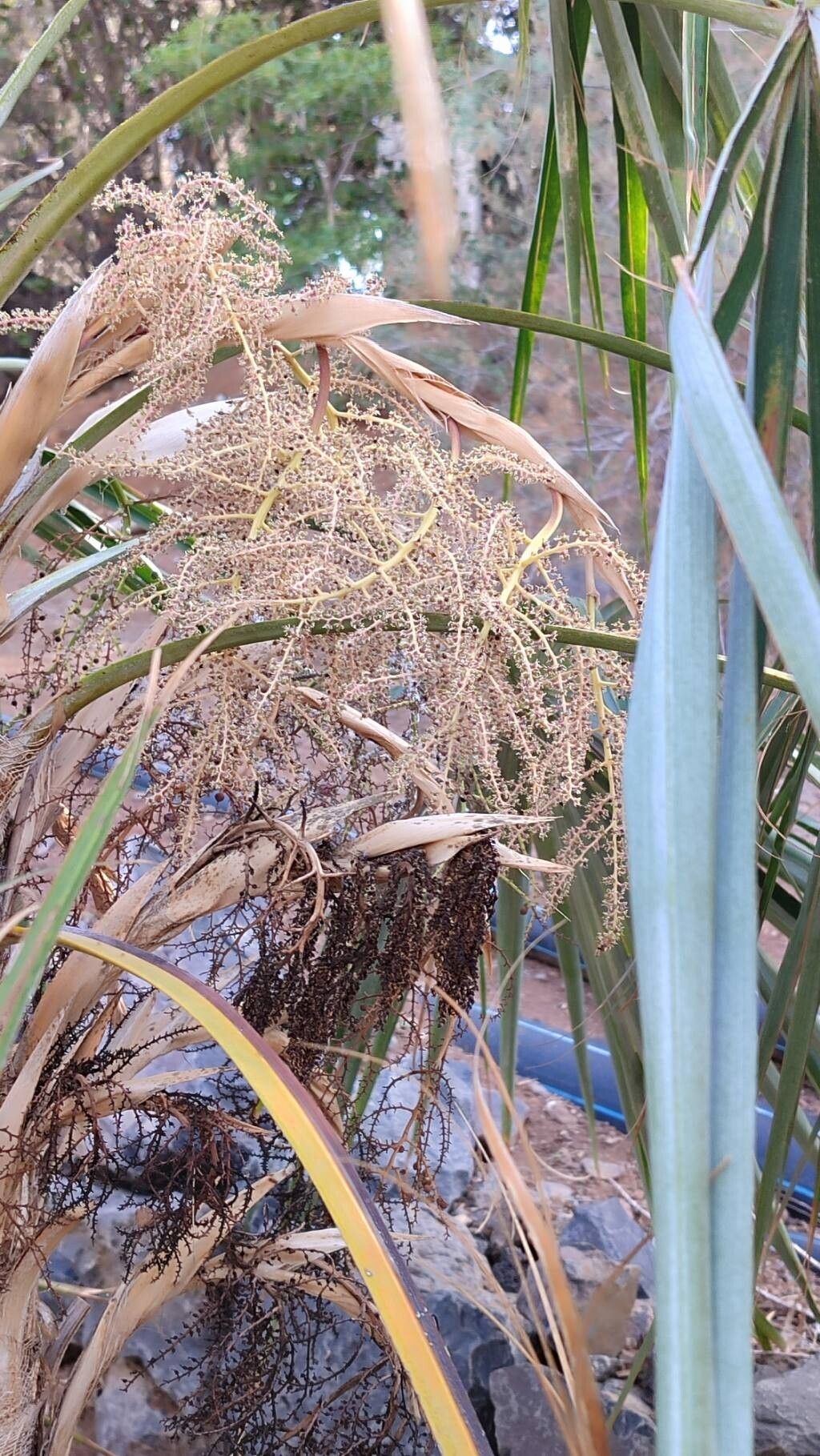 Coccothrinax hioramii fruit