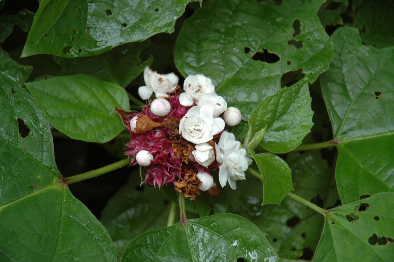Clerodendrum chinense flower