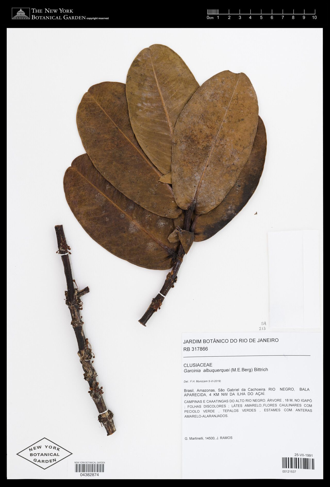 Garcinia albuquerquei — related species from the same genus