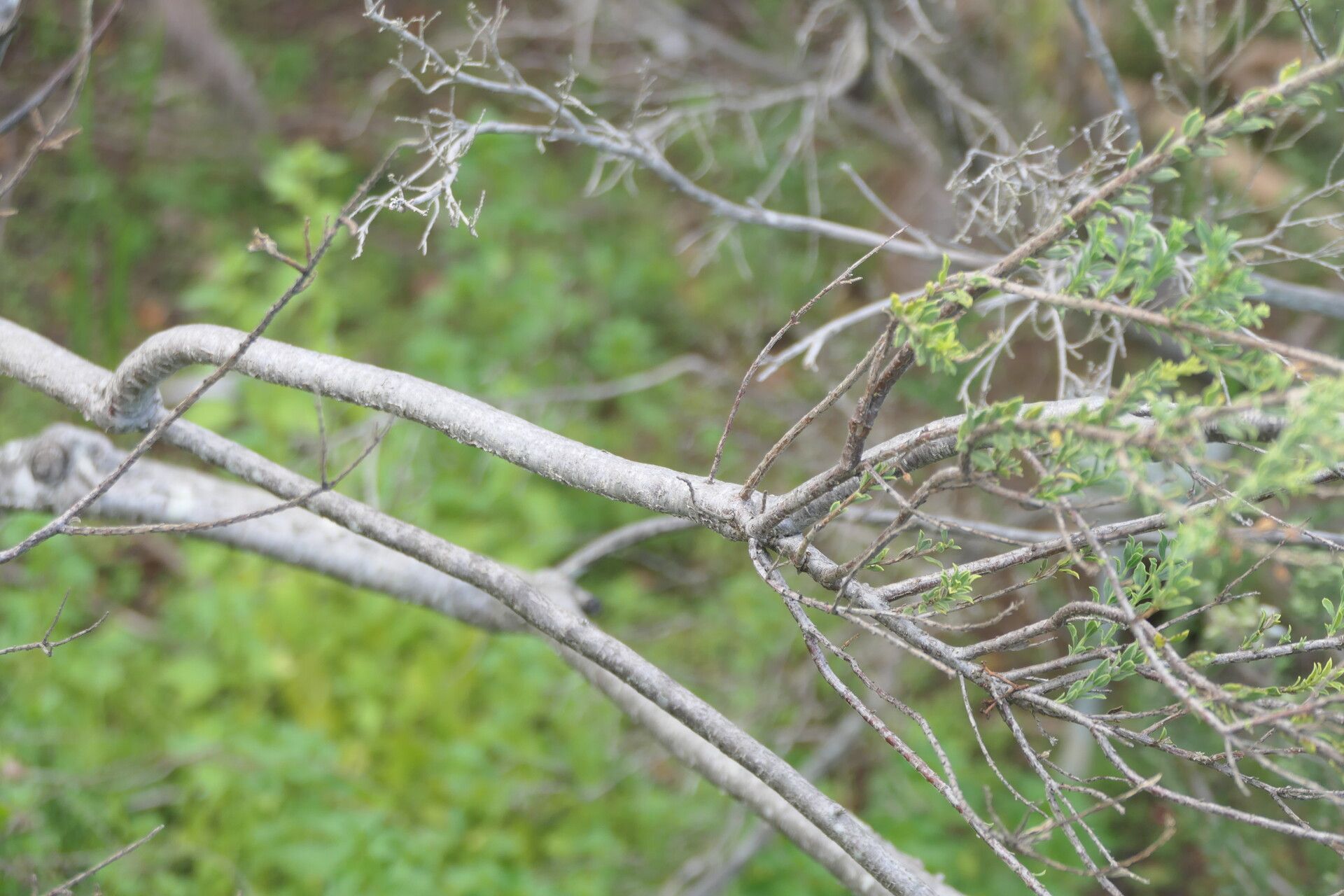 Freylinia undulata bark