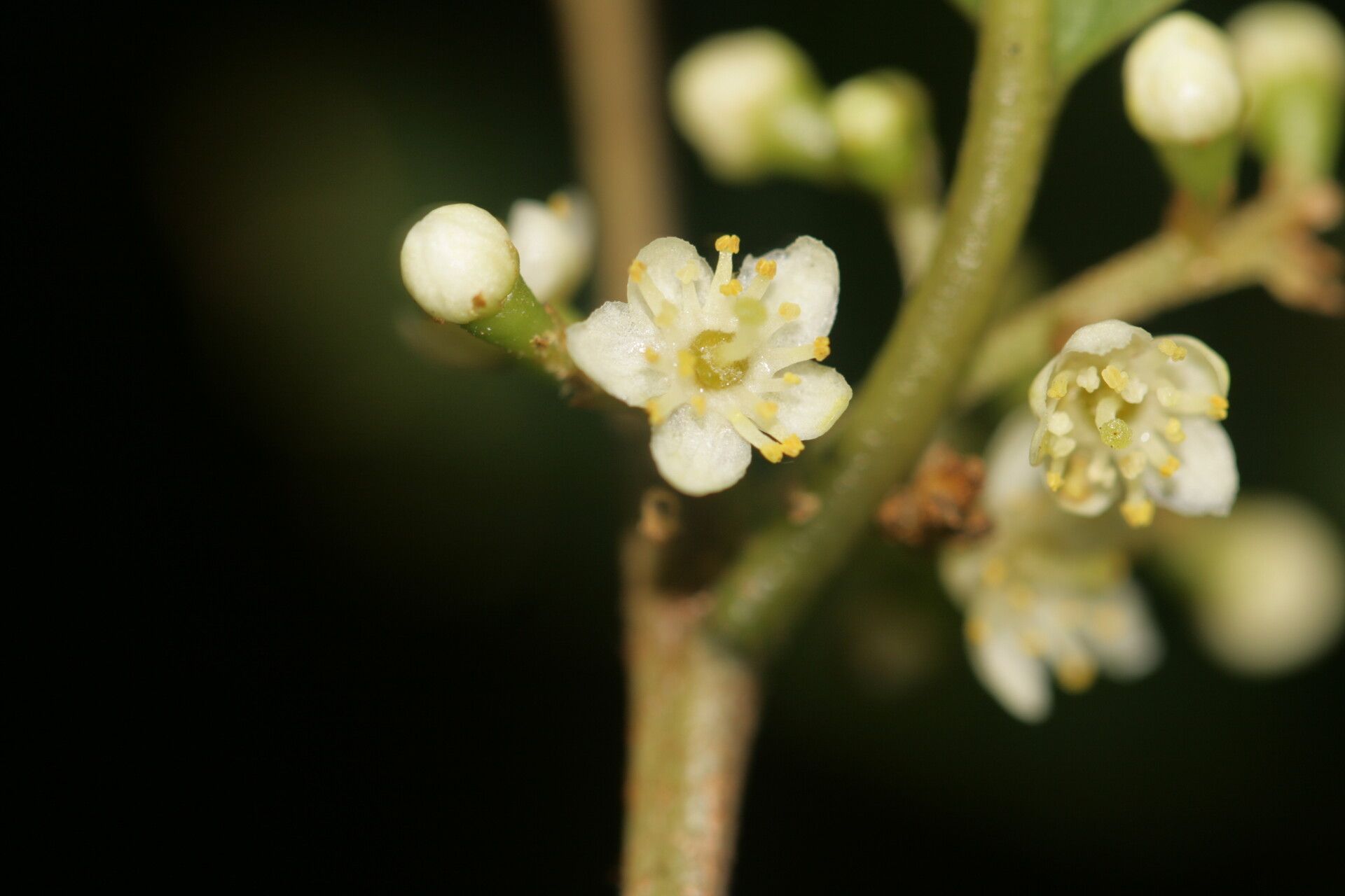 Symplocos cerasifolia flower