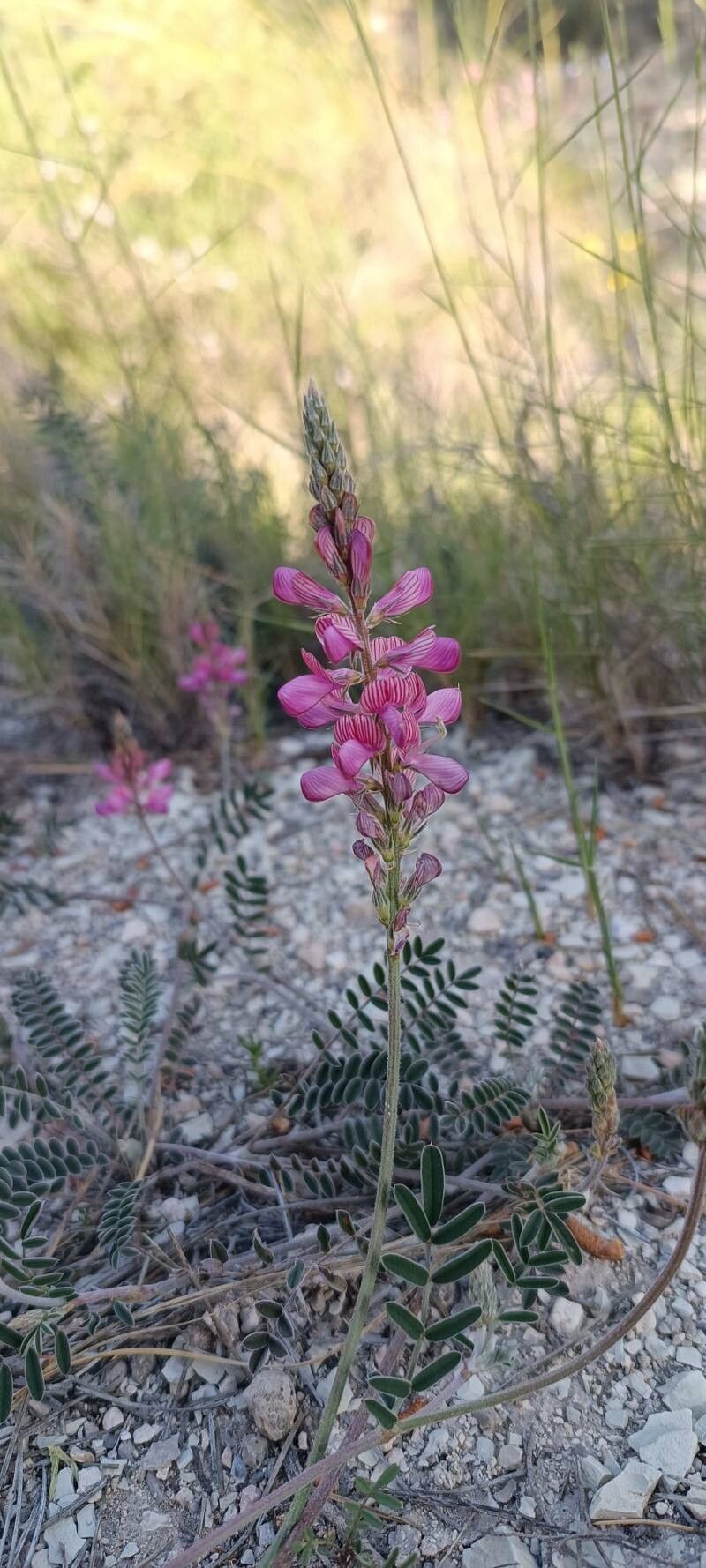 Onobrychis stenorhiza leaf