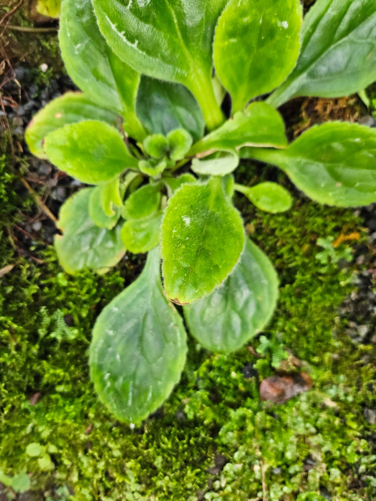 Primulina dryas leaf