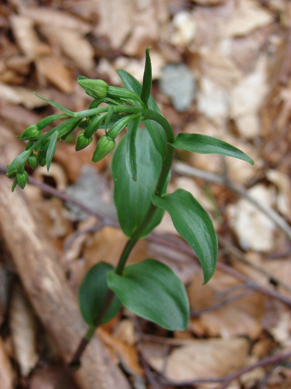 Epipactis exilis habit