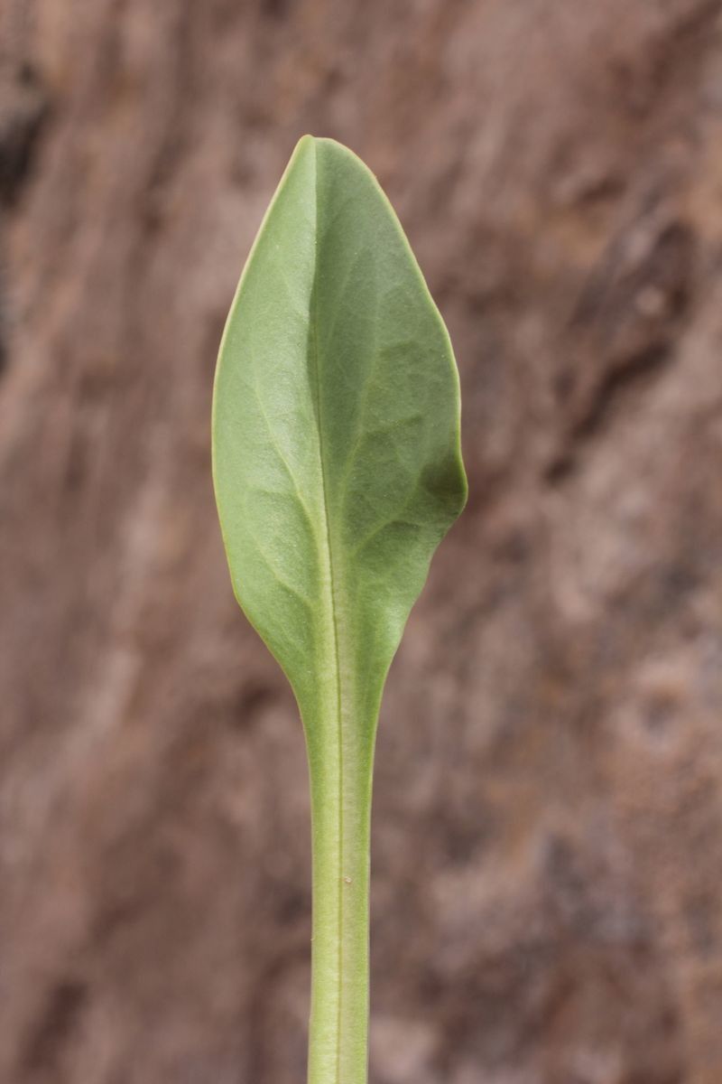 Valeriana urbanii leaf