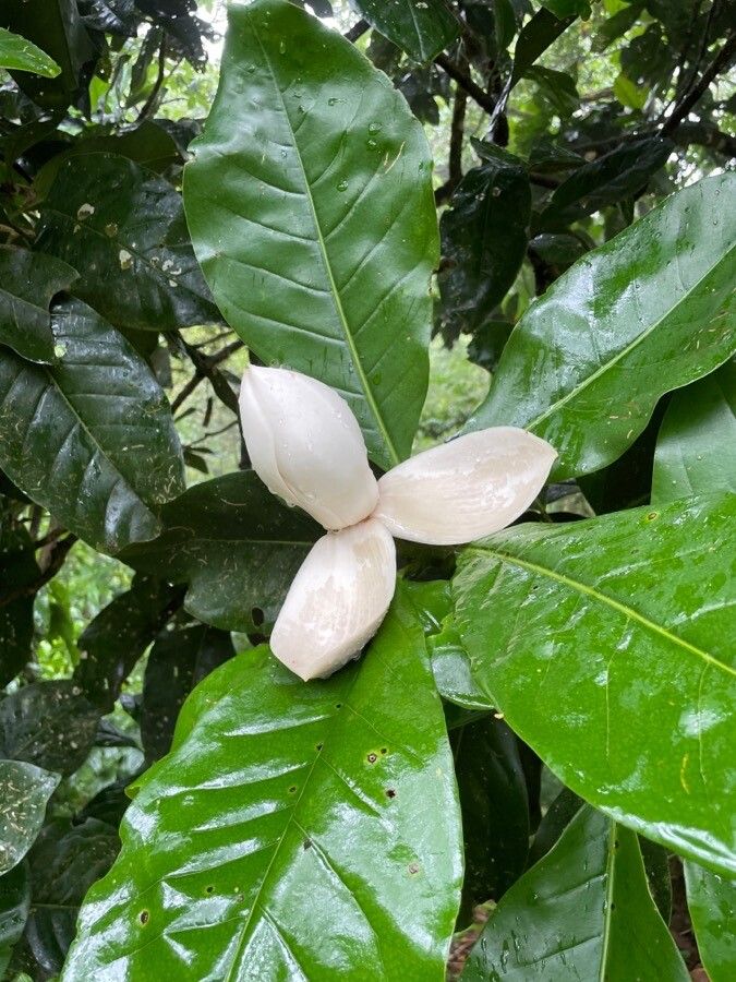 Magnolia costaricensis flower