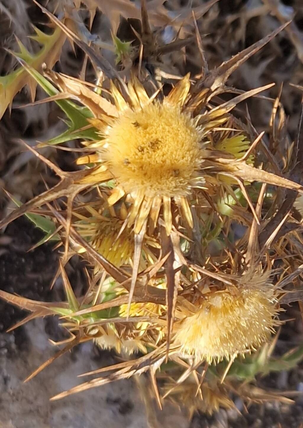Carlina involucrata fruit